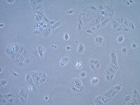 Huh-7.5 Tet-On Human Hepatocellular Carcinoma Cell Line | SCC265